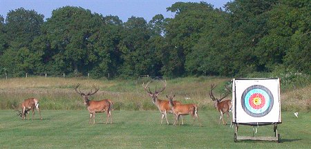 Red Deer in the field